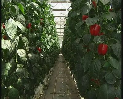 《首都經濟報道》 甜椒工廠產量翻番，北京蔬菜工廠化生產實現新突破