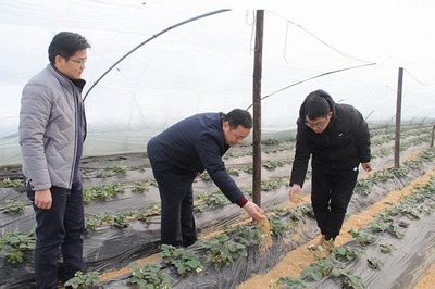 縣農(nóng)業(yè)局成立專項(xiàng)工作專班 積極應(yīng)對(duì)雨雪冰凍低溫災(zāi)害 全力保障農(nóng)業(yè)種植技術(shù)開(kāi)發(fā)