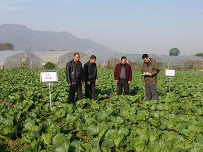 有機(jī)蔬菜示范種植技術(shù)探索 湖北黃石綜合試驗(yàn)站引領(lǐng)農(nóng)業(yè)綠色發(fā)展