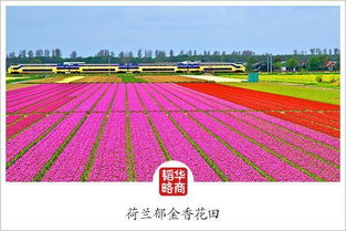 與時(shí)間賽跑的云南花農(nóng) 農(nóng)業(yè)技術(shù)革新下的種植革命