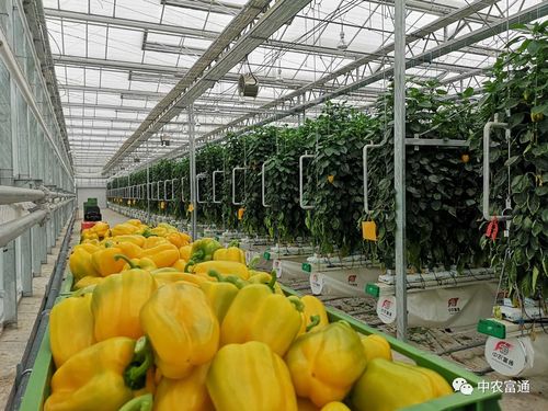 2020年第25周中農(nóng)富通要聞 聚焦農(nóng)業(yè)種植技術(shù)開(kāi)發(fā)，引領(lǐng)智慧農(nóng)業(yè)新篇章